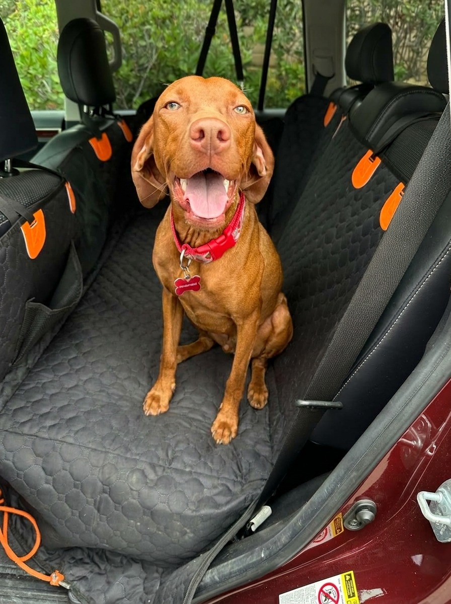 Hund sitzt zufrieden auf dem festen Boden des Pawnia Roadie