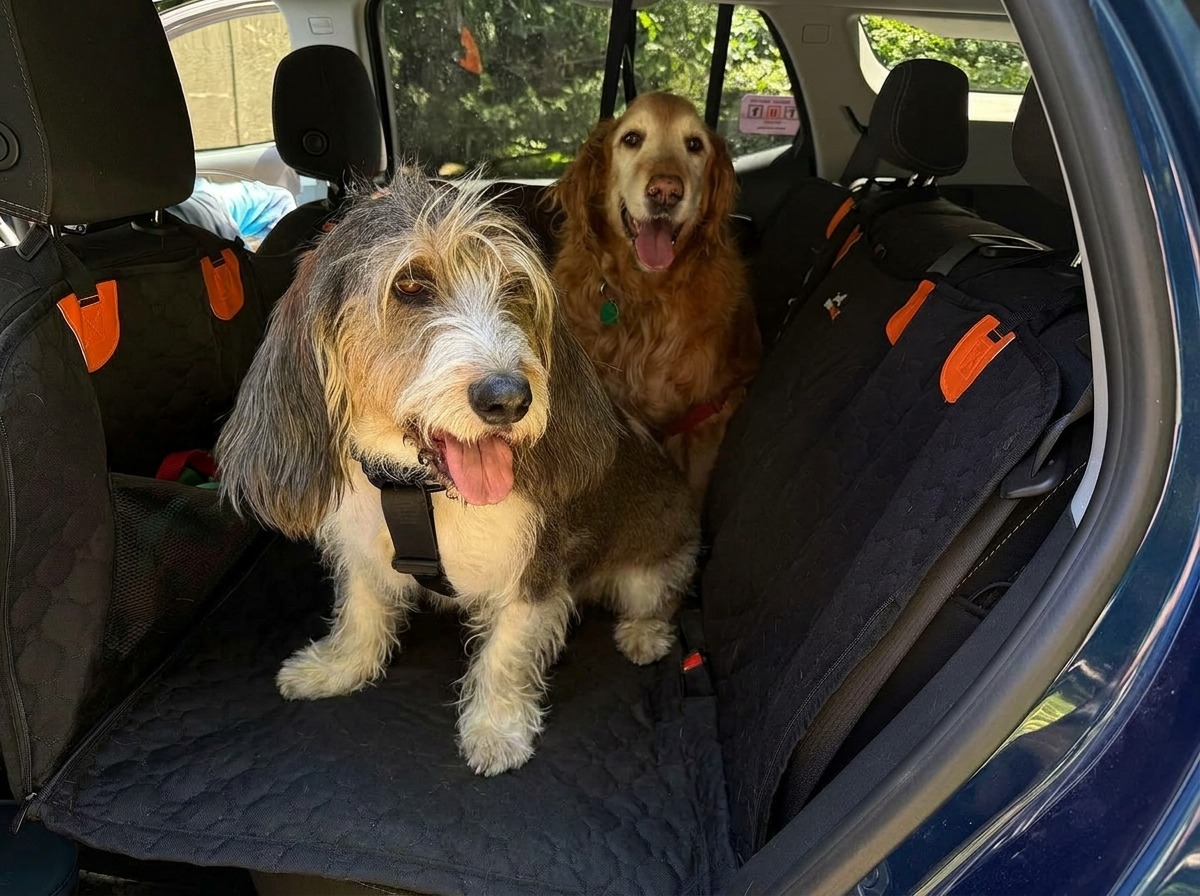 Zwei Hunde liegen nebeneinander auf dem Pawnia Roadie im Kombi