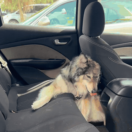 Hund liegt ruhig und entspannt auf dem Pawnia Roadie auf der Rückbank